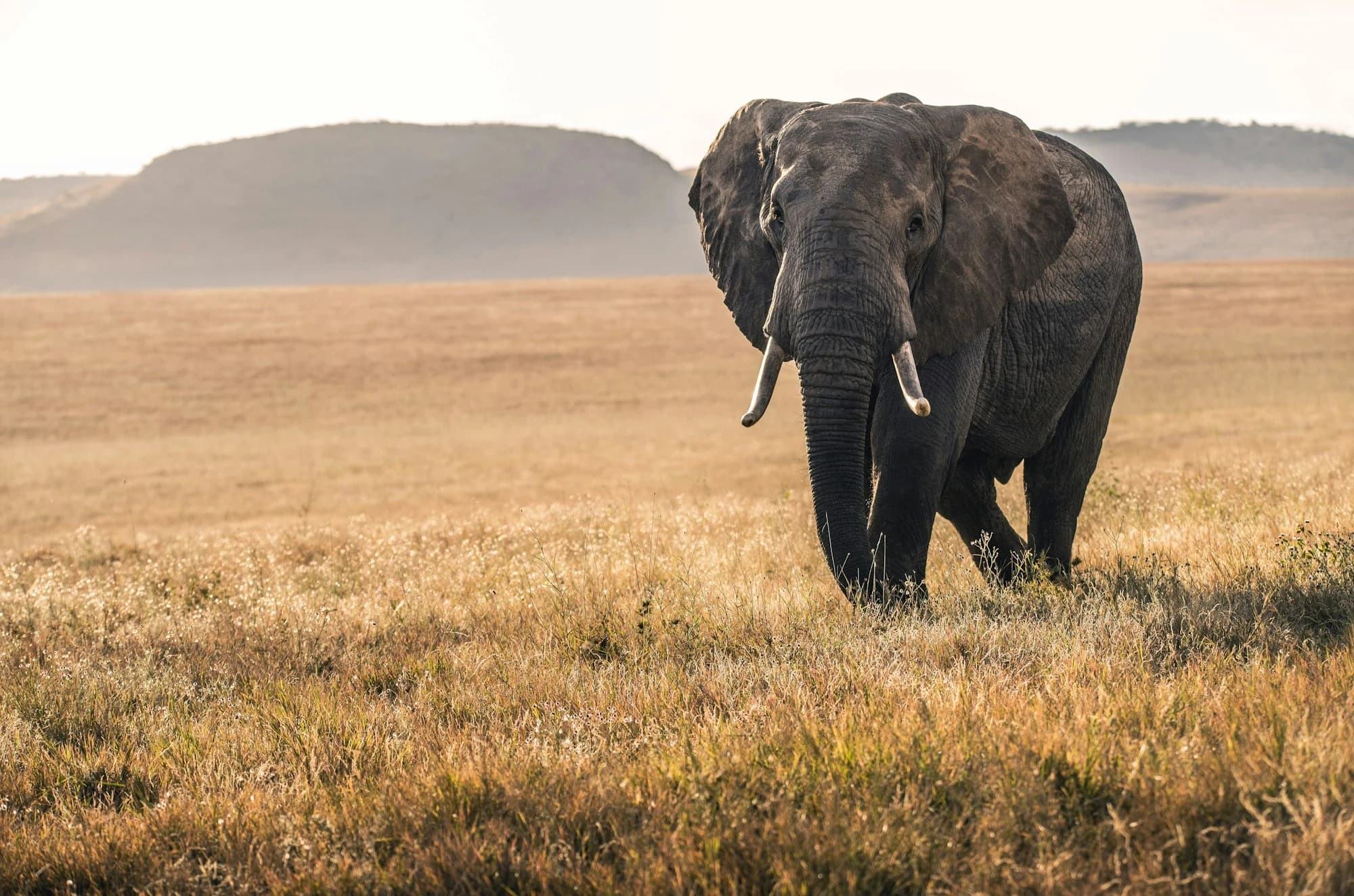 Safaris